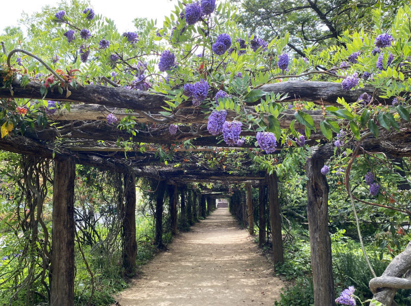 Coker Arboretum, United States